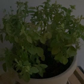 Photo of the plant species Greek Bush Basil by @CuriousCorkoak4 named Bieber on Greg, the plant care app