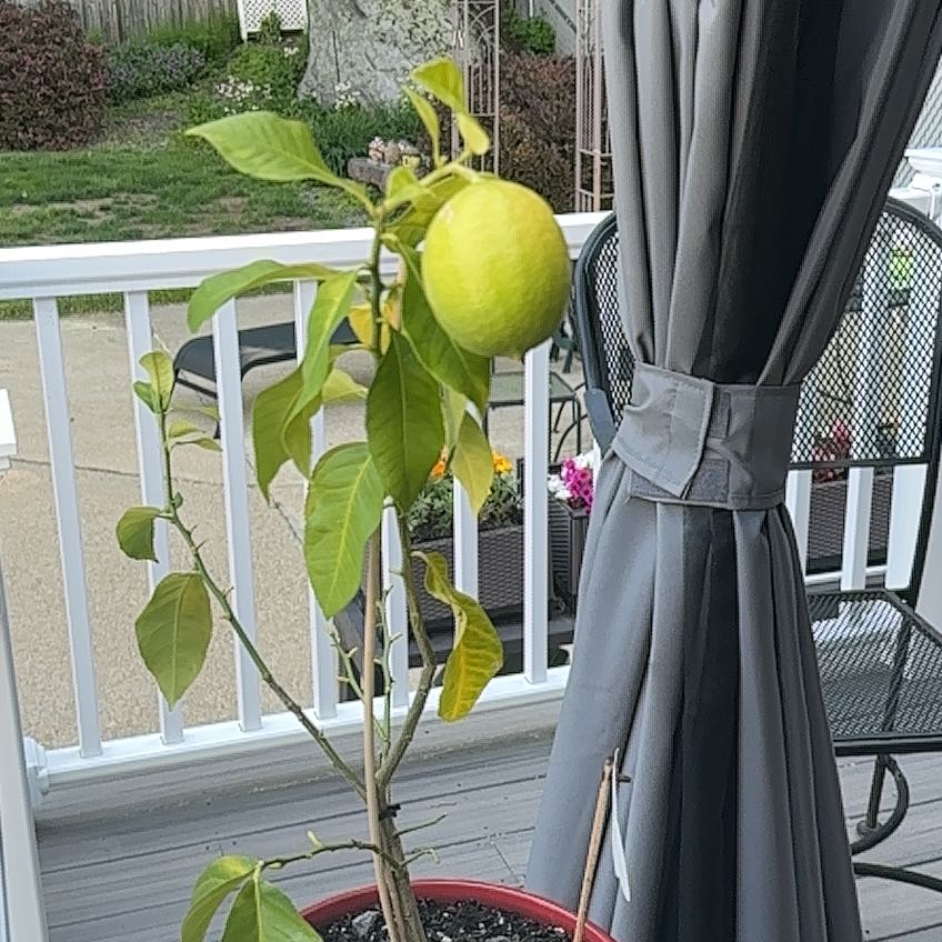 Photo of the plant species Meyer Lemon Tree by @DiverseBonsai77 named Aristotle on Greg, the plant care app