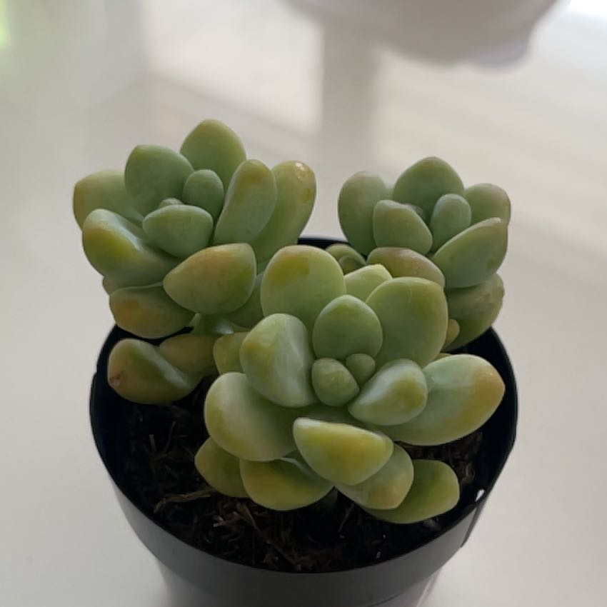Photo of the plant species Sedum treleasei by @AvidZelkova92 named Bigleaf Smalls on Greg, the plant care app