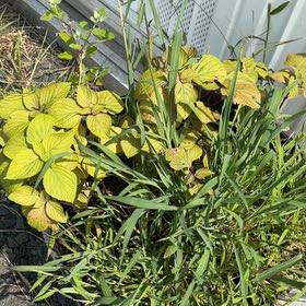 Photo of the plant species Yellow Iris by @YummyShyleaf30 named Sahara on Greg, the plant care app