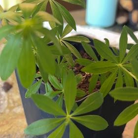 Photo of the plant species Galium Odoratum by @CunningWavycap7 named Walt on Greg, the plant care app