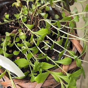 Photo of the plant species Creeping Phlox by @CunningWavycap7 named Beckham on Greg, the plant care app