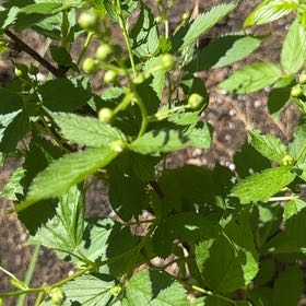 Photo of the plant species Allegheny Blackberry by @CunningWavycap7 named LiloStitch on Greg, the plant care app