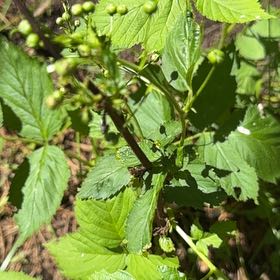 Photo of the plant species Allegheny Blackberry by @CunningWavycap7 named Lavender on Greg, the plant care app