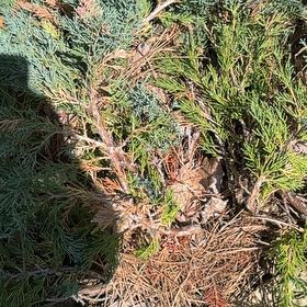 Photo of the plant species Rock Juniper by @CunningWavycap7 named Beyonce on Greg, the plant care app