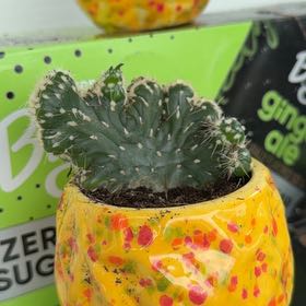 Photo of the plant species Melocactus azureus by @WholeWildyam58 named Sproutacus on Greg, the plant care app