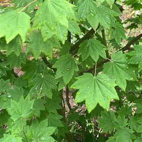 Photo of the plant species Vine Maple by @FunLacealoe17 named Planty on Greg, the plant care app
