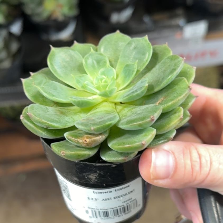 Photo of the plant species Echeveria 'Elfstone' by @SincereGuasca84 named Stella on Greg, the plant care app