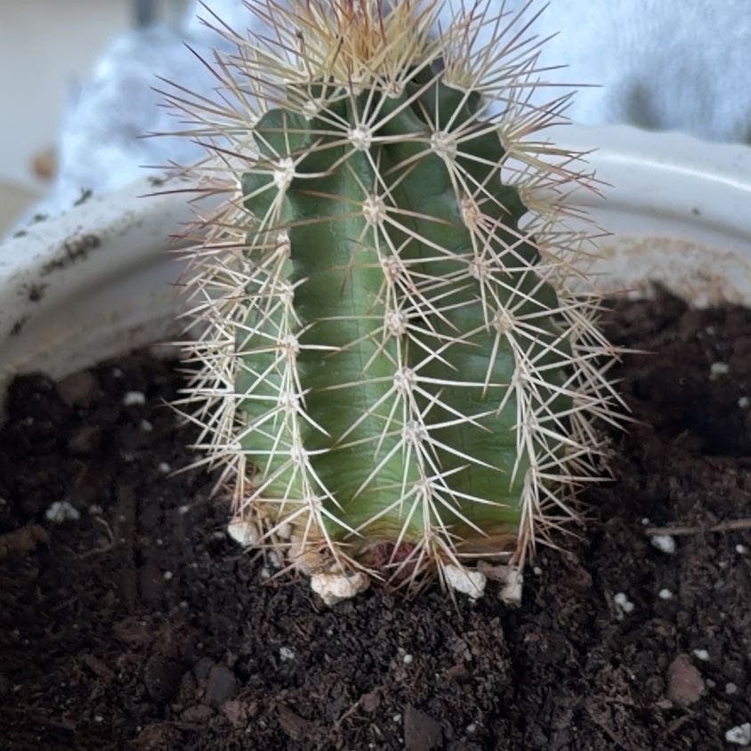 Photo of the plant species Scarlet Hedgehog Cactus by @SincereGuasca84 named Clark on Greg, the plant care app