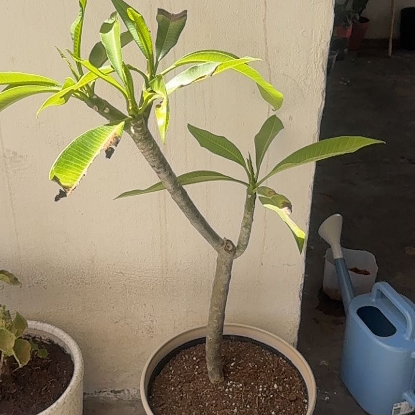 Photo of the plant species PLUMERIA by @FullCorkelm65 named Dolores on Greg, the plant care app