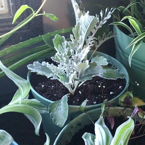 Photo of the plant species Silver Ragwort by @ImmenseAlbo3 named Eva on Greg, the plant care app