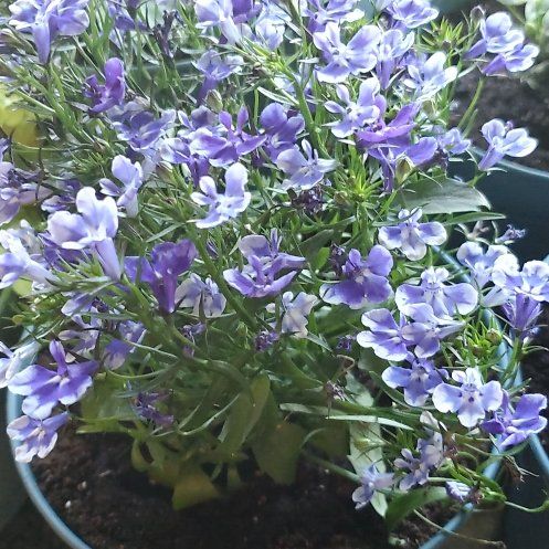 Photo of the plant species Edging Lobelia by @ImmenseAlbo3 named Mochi on Greg, the plant care app