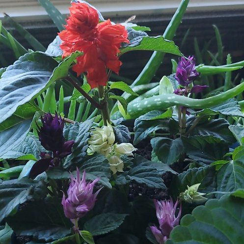Photo of the plant species Scarlet Sage by @ImmenseAlbo3 named Captain Plant-it on Greg, the plant care app