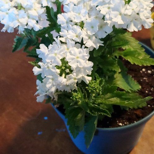 Photo of the plant species Slender Vervain by @ImmenseAlbo3 named Morgan Treeman on Greg, the plant care app