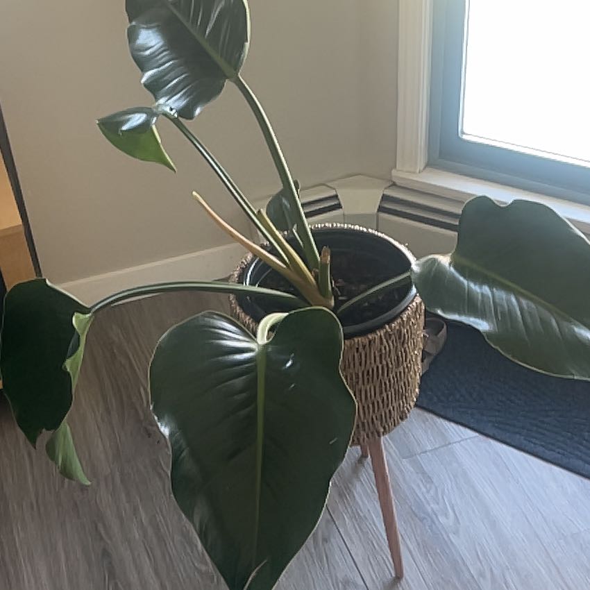 Photo of the plant species Philodendron 'Imperial Green' by @PeakTaro52 named Big Phil on Greg, the plant care app