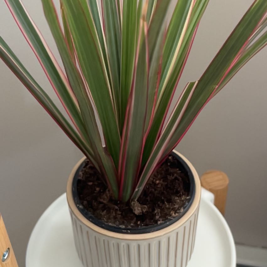 Photo of the plant species Madagascar Dragon Tree by @PeakTaro52 named Draco on Greg, the plant care app
