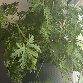 Photo of the plant species Sweet Scented Geranium by @PoetFicus25 named Hemingway on Greg, the plant care app