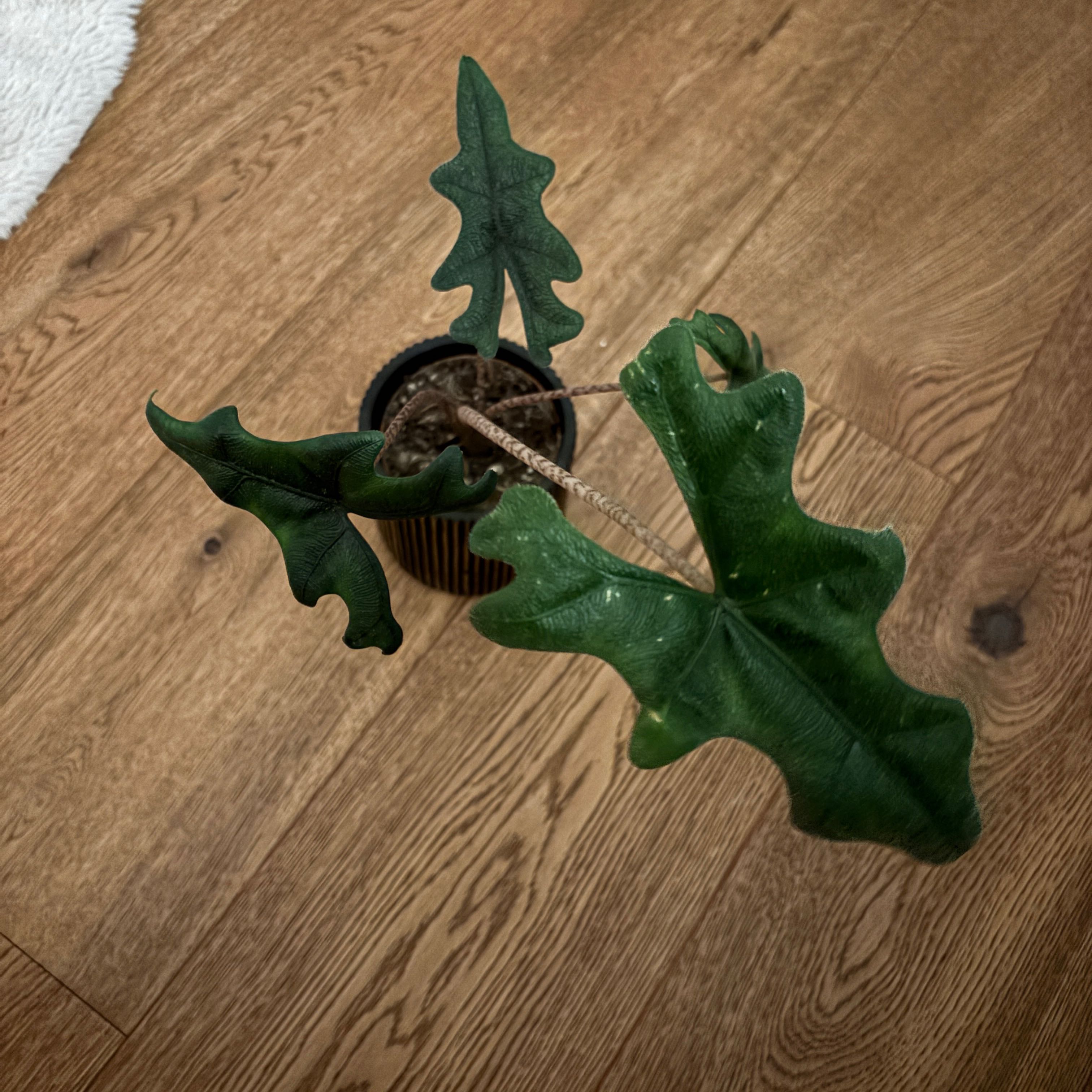 Photo of the plant species Alocasia 'Jacklyn' by @PrimalBalsam0 named Stella on Greg, the plant care app
