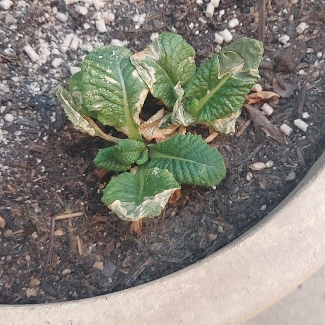 Photo of the plant species Primula by @SassyBagpod69 named Tolkien on Greg, the plant care app