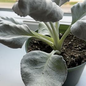 Photo of the plant species Angel Wings Senecio by @DebonairFlax92 named Rihanna on Greg, the plant care app