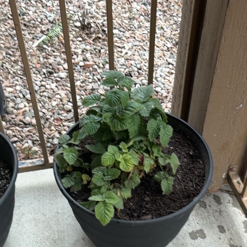 Photo of the plant species Armenian Blackberry by @EconomicCowpea8 named Rainier on Greg, the plant care app