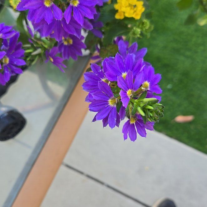 Photo of the plant species Fairy Fan-Flower by @ManlyLemonthyme named Bigleef Smalls on Greg, the plant care app