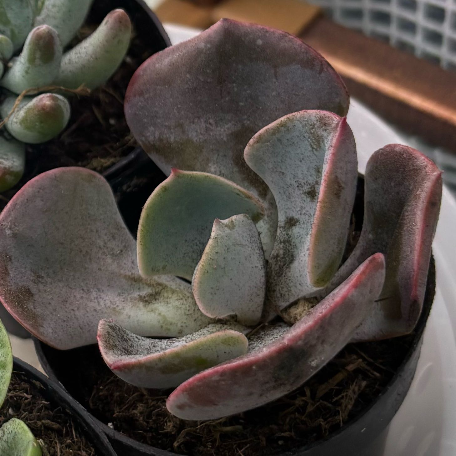 Photo of the plant species Pig's Ear by @FairCowslip64 named Harper on Greg, the plant care app