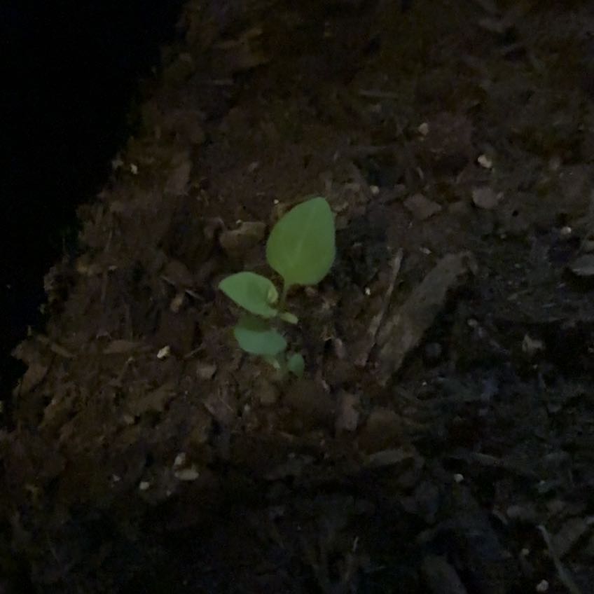 Photo of the plant species Japanese Knotweed by @FairCowslip64 named Sahara on Greg, the plant care app