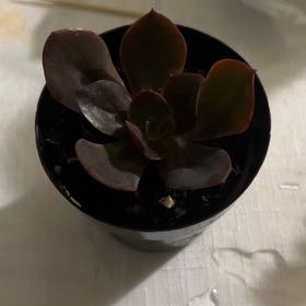 Photo of the plant species Echeveria 'Eliza' by @TrustfulPlain84 named Miley on Greg, the plant care app