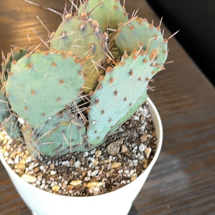Photo of the plant species Purple Prickly Pear by @TryRadish40 named Daphne on Greg, the plant care app