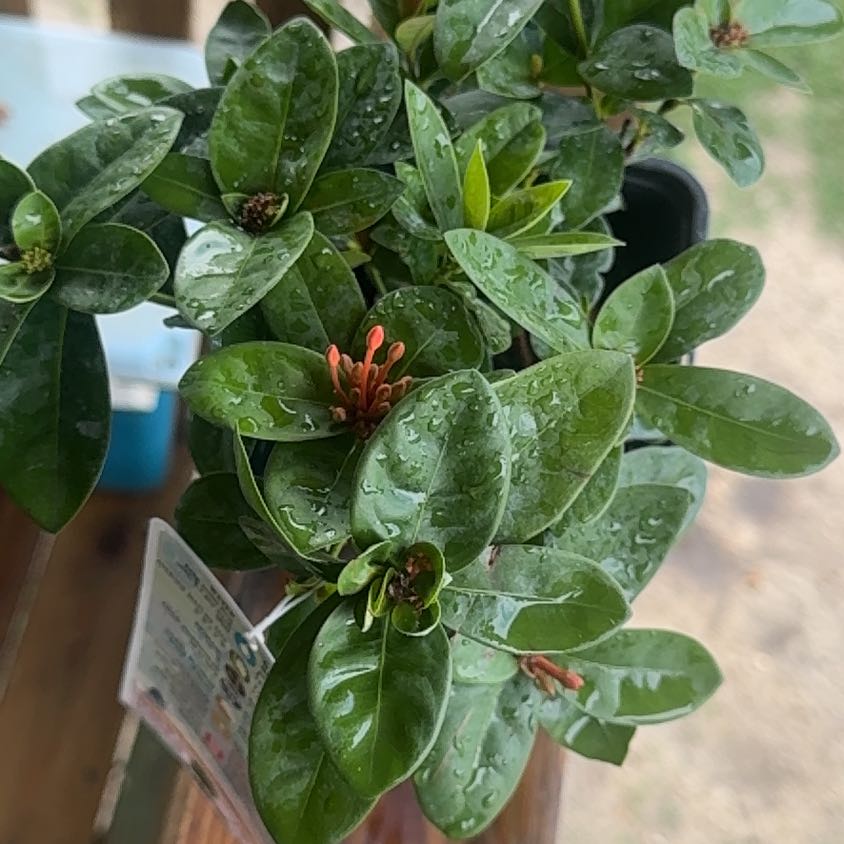 Photo of the plant species Flame of the Woods by @TopRedalder90 named Delilah on Greg, the plant care app