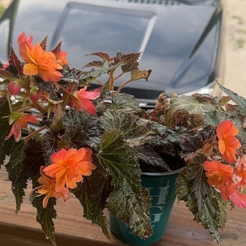 Photo of the plant species Firecracker Flower by @TopRedalder90 named Mando on Greg, the plant care app