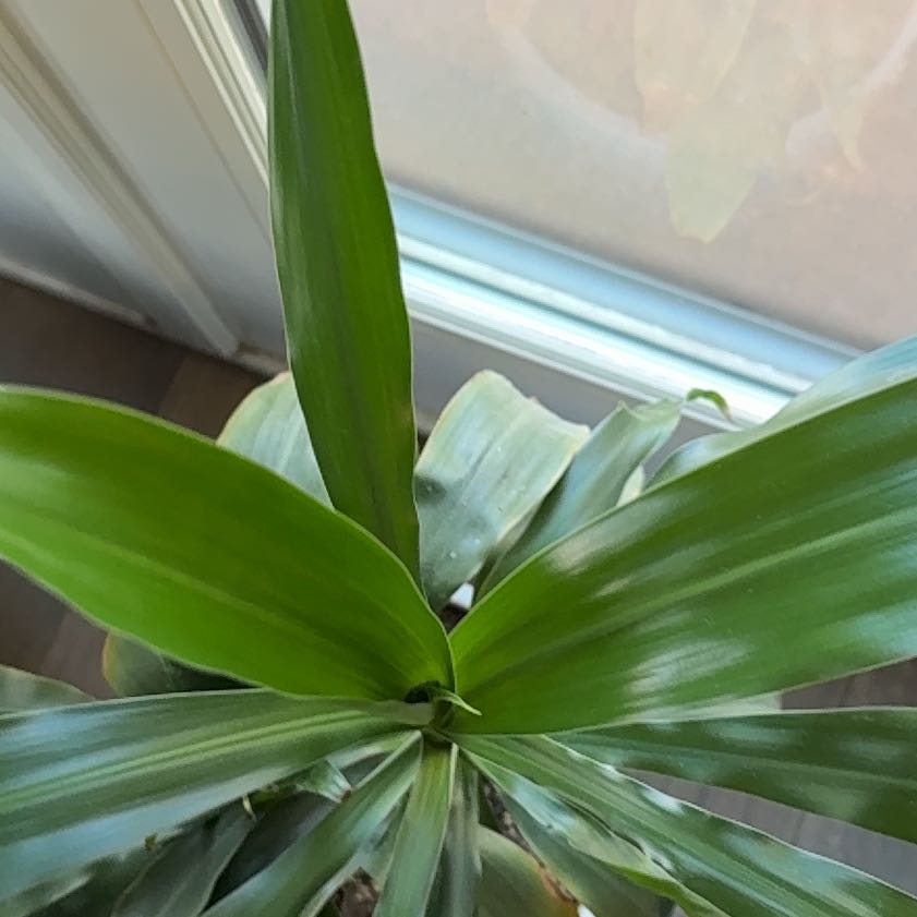 Photo of the plant species Beach Spiderlily by @IdolQuenepa47 named Homer on Greg, the plant care app