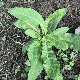 Photo of the plant species Rumex Crispus by @GodlyCowvine90 named Gates on Greg, the plant care app