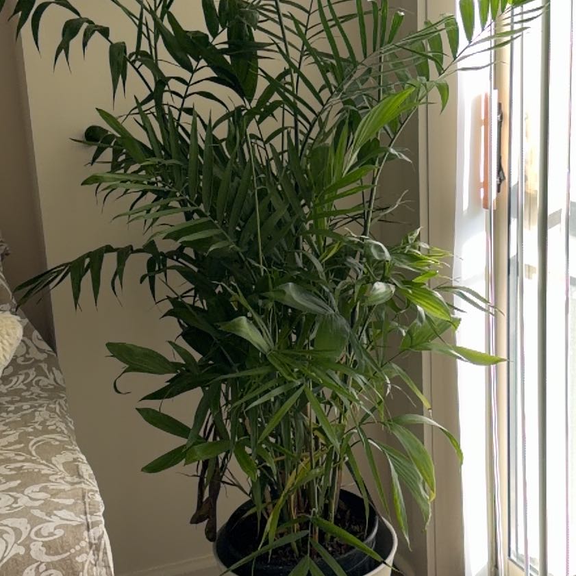 Photo of the plant species Bamboo Palm by @GladMazeplant27 named Keanu Leaves on Greg, the plant care app