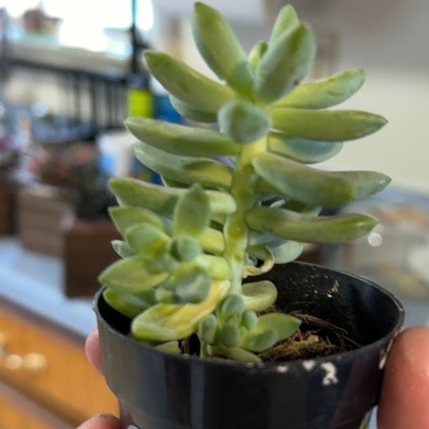Photo of the plant species Pachyphytum 'Moon Silver' by @WinRedrose61 named Sahara on Greg, the plant care app