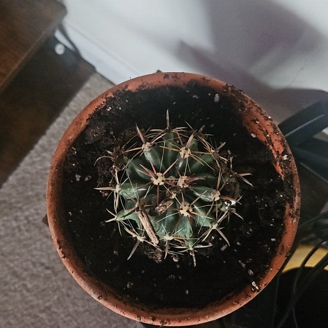 Photo of the plant species Devil's Pincushion by @TopZzplant18 named Dolores on Greg, the plant care app