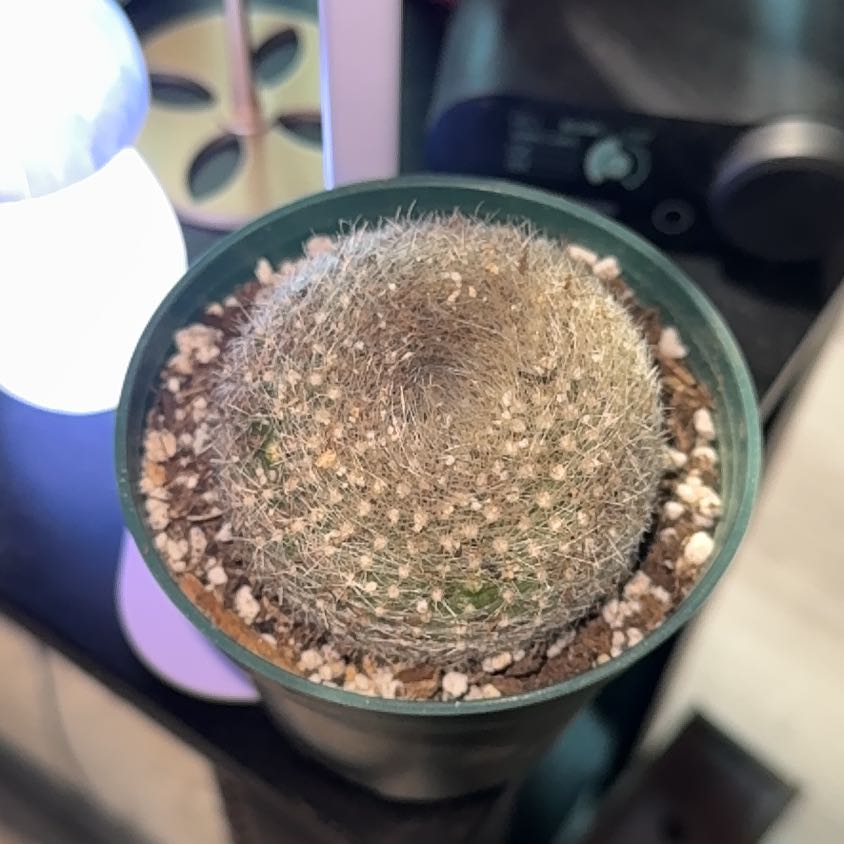 Photo of the plant species Scarlet Ball Cactus by @Krissom94 named Scarlet on Greg, the plant care app