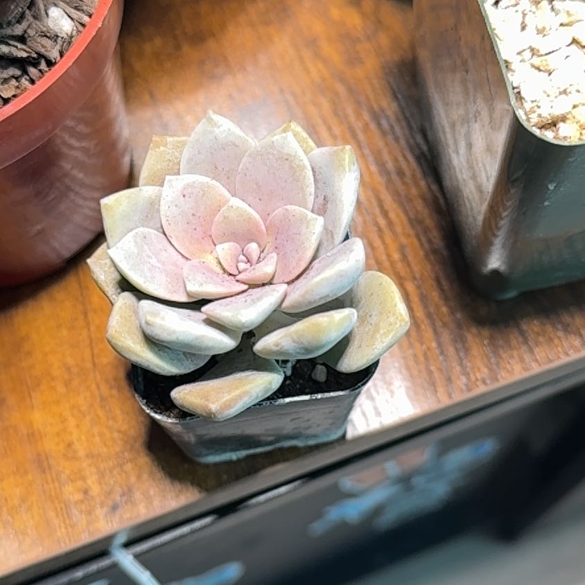 Photo of the plant species Beautiful Graptopetalum by @Krissom94 named Beauty on Greg, the plant care app