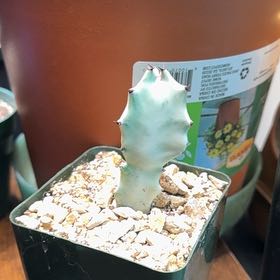 Photo of the plant species 'Ghost Cactus' by @Krissom94 named Eva on Greg, the plant care app