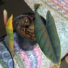 Photo of the plant species Alocasia Scalprum by @Krissom94 named Drake on Greg, the plant care app