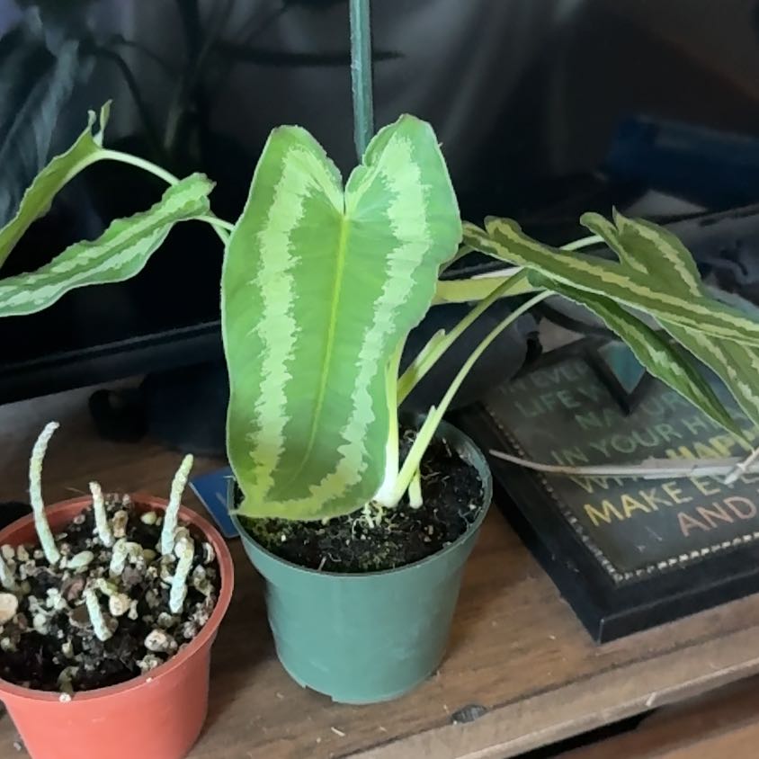 Photo of the plant species Schismatoglottis wallichii by @Krissom94 named Naomi on Greg, the plant care app