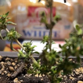 Photo of the plant species Serissa Foetida by @ExoticCashew named Xena on Greg, the plant care app