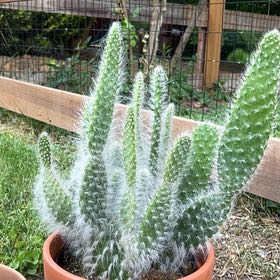 Photo of the plant species Prickly Pear Snow by @TutorSeaoats51 named Surya on Greg, the plant care app