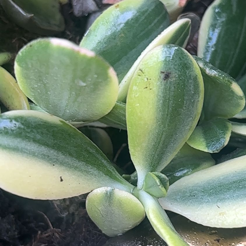 Photo of the plant species Water Lettuce by @PrettyRuby0 named Bruce Lee on Greg, the plant care app