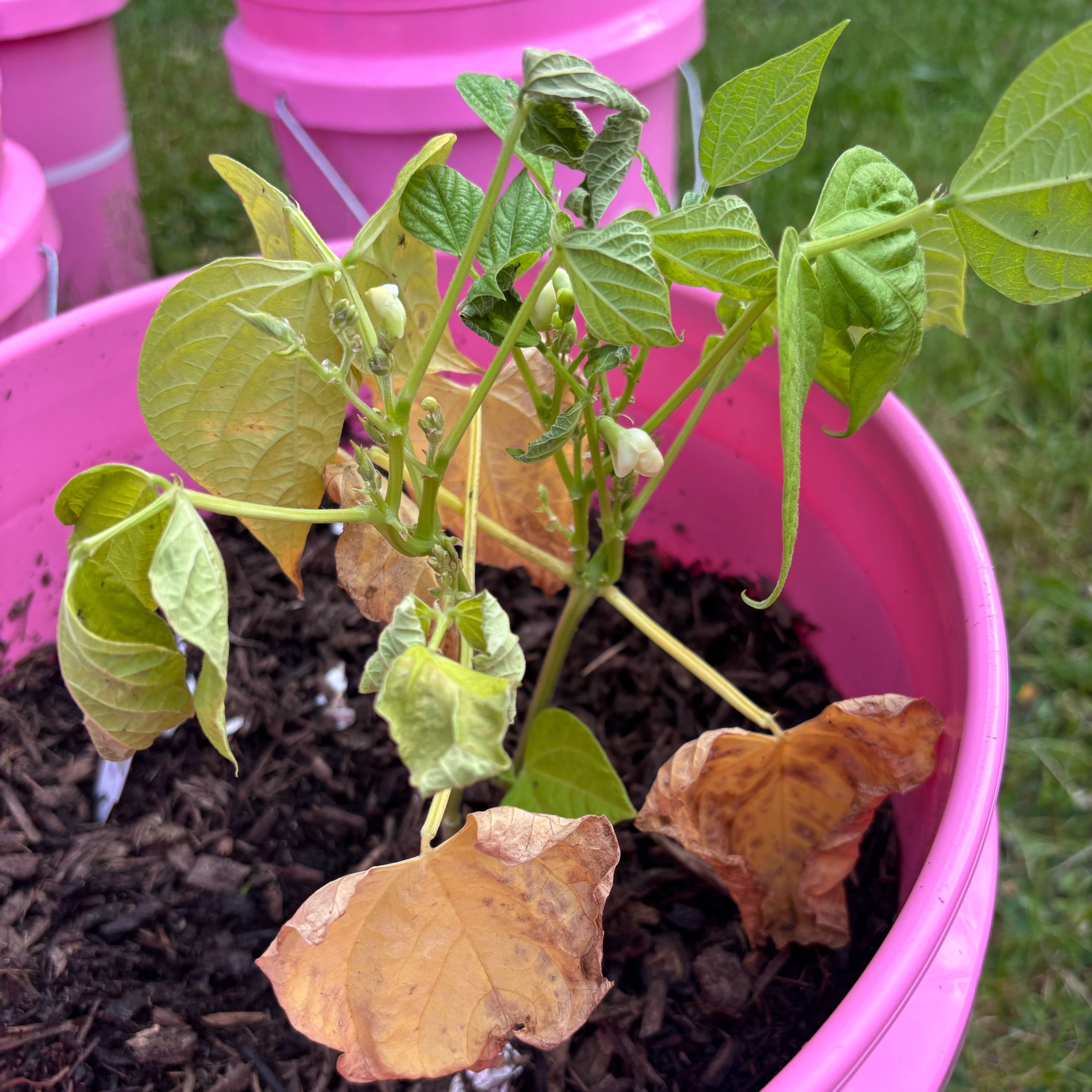 Photo of the plant species Common Bean by @StarOkra82 named Stella on Greg, the plant care app
