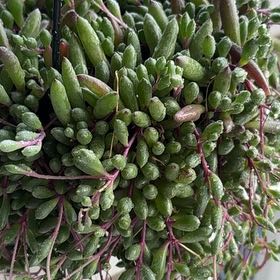 Photo of the plant species Peperomia herrerae by @BusyFrogbit0 named Scarlett on Greg, the plant care app