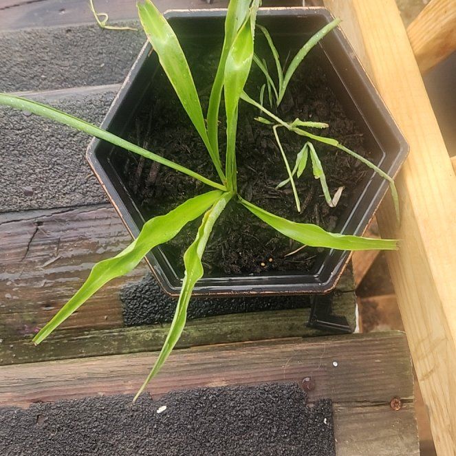 Photo of the plant species Green Spider Plant by @HandyRedbean59 named Ulysses S Plant on Greg, the plant care app