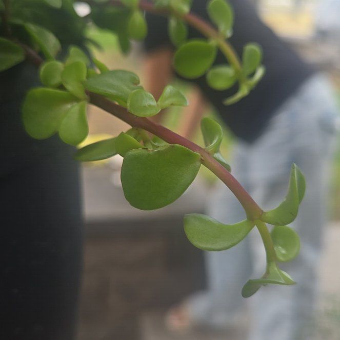 Photo of the plant species Portulacaria afra 'Prostrata' by @HipPlanty58 named Terra on Greg, the plant care app