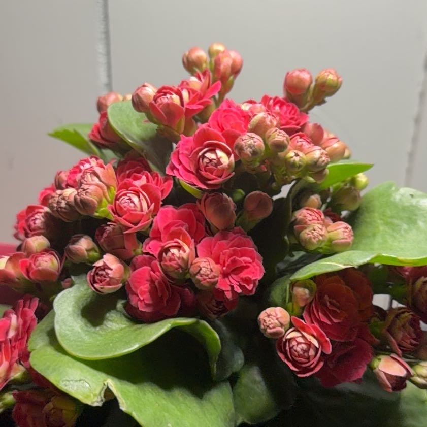 Photo of the plant species Calandiva by @CleanJonquil62 named Xena on Greg, the plant care app